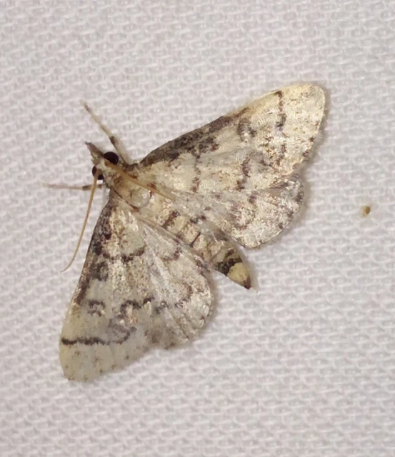 Metasia ophialis - kígyósávos tűzmoly