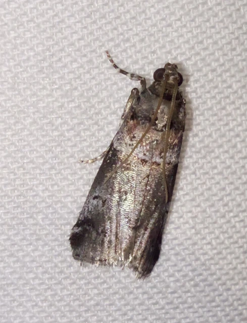 Acrobasis
