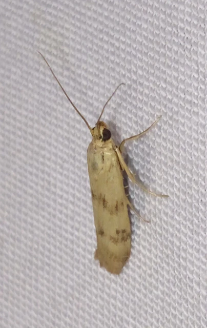 Homoeosoma sinuella - agyagsárga karcsúmoly