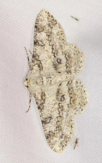 Ascotis selenaria - holdas faaraszoló