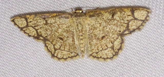 Stegania cararia - gyűrűs nyáraraszoló