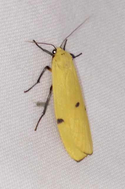 Lithosia quadra - négypettyes zuzmószövő