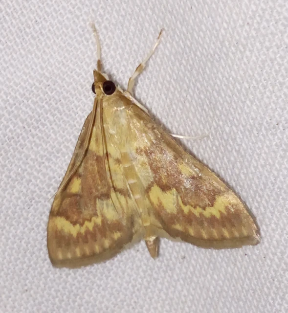 Ostrinia nubilalis - kukoricamoly