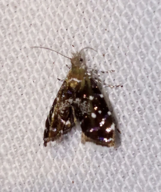 Prochoreutis