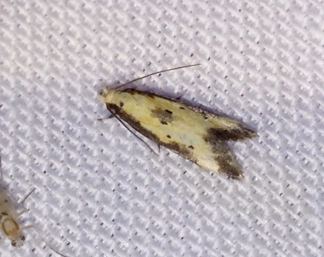 Brachmia dimidiella - citromkocsord-lápimoly