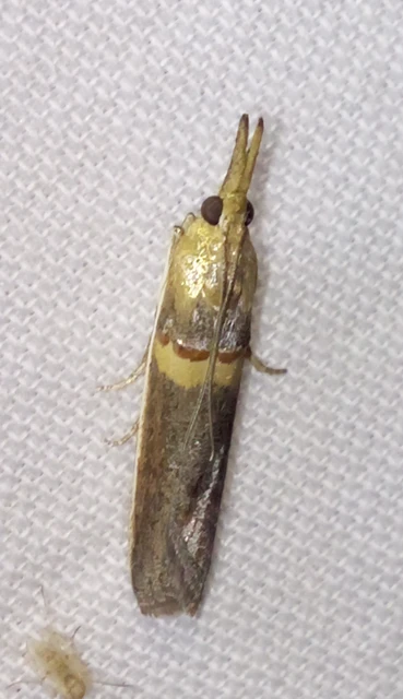 Etiella zinckenella - akácmoly