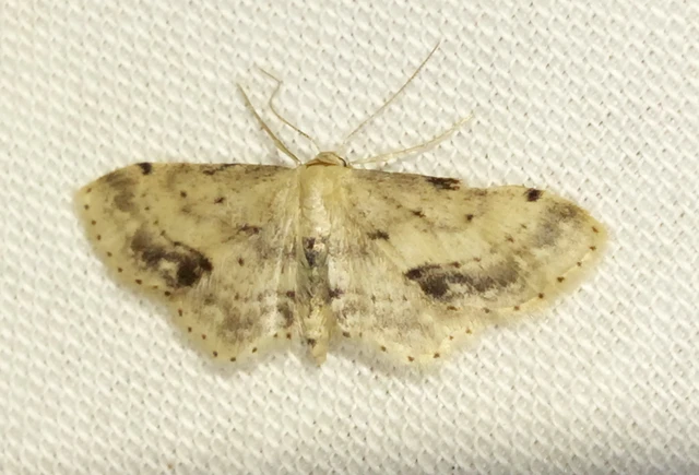 Idaea dimidiata - gyakori apróaraszoló