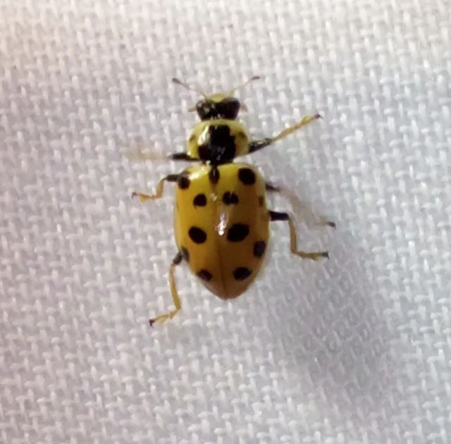 Hippodamia tredecimpunctata - mocsári katica