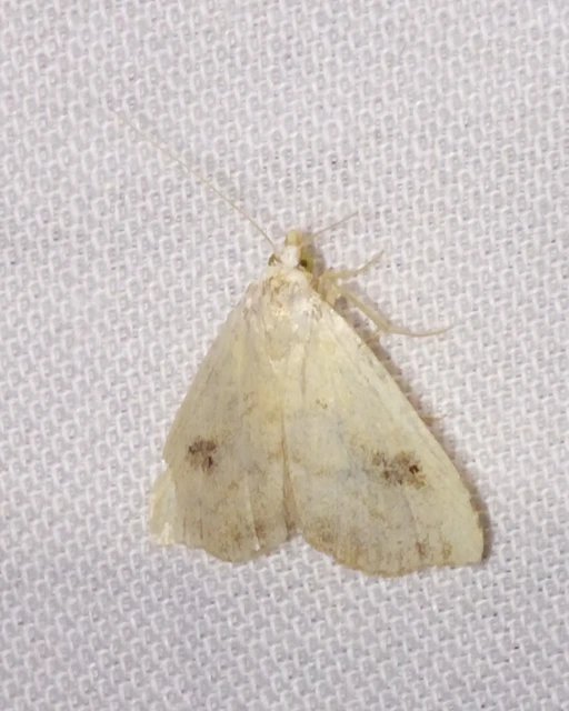 Rivula sericealis - selymes lórombagoly