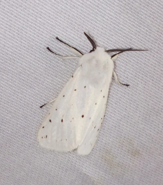 Spilosoma lubricipedum - tejszínű medvelepke
