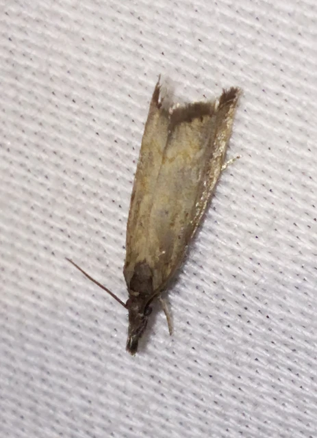 Platytes cerussella - törpe fűgyökérmoly