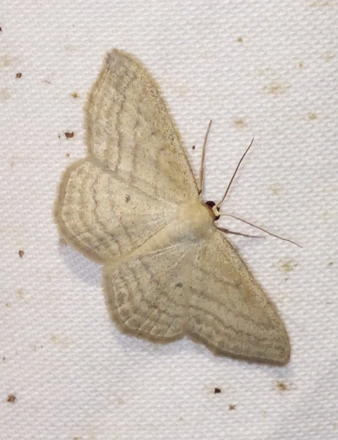 Scopula virgulata - vesszős sávosaraszoló
