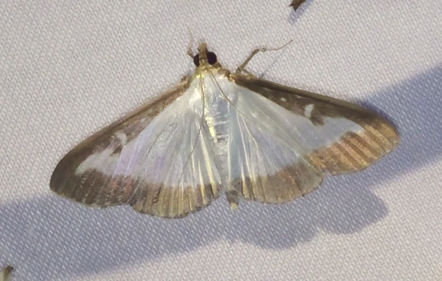 Cydalima perspectalis - puszpáng-tűzmoly