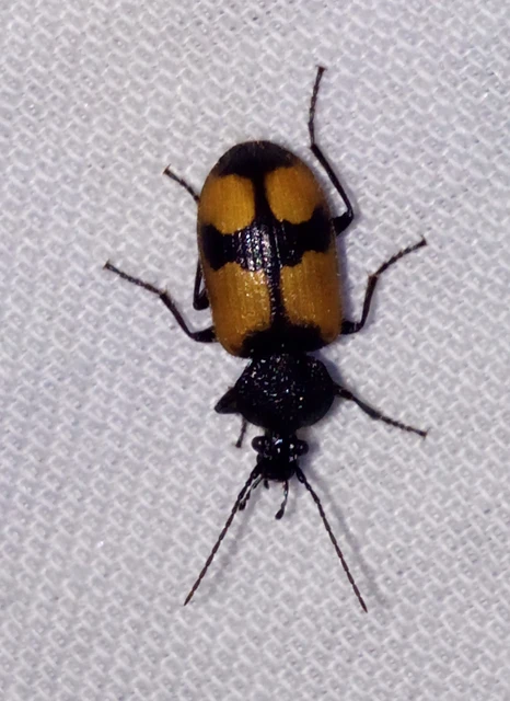 Panagaeus cruxmajor - nagy keresztesfutó