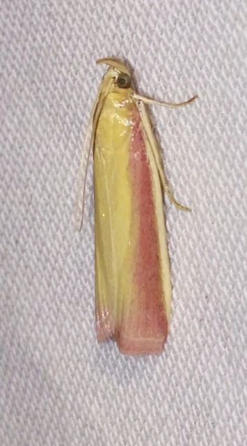 Oncocera semirubella - lucernamoly