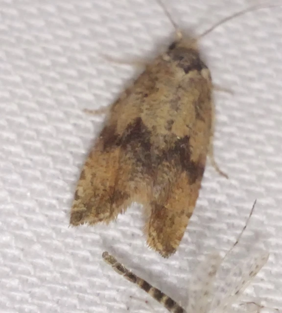 Celypha striana - pitypangfúró tükrösmoly