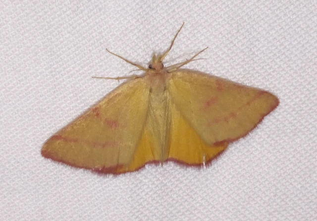 Lythria purpuraria - bíborsávos araszoló