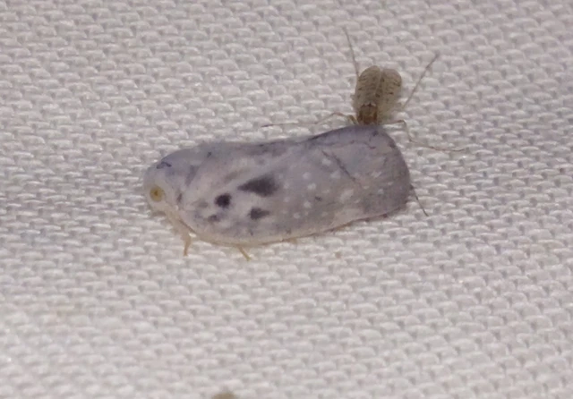 Metcalfa pruinosa - amerikai lepkekabóca