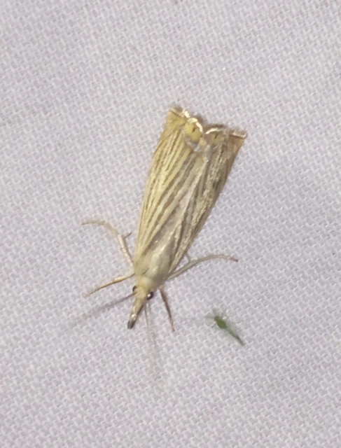 Chrysoteuchia culmella - kerti fűgyökérmoly