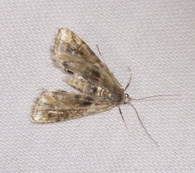 Cataclysta lemnata - békalencsemoly