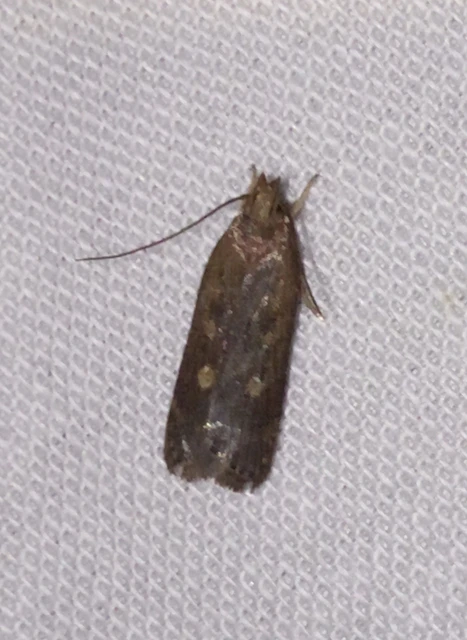 Helcystogramma