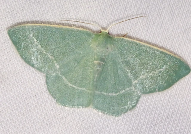Chlorissa viridata - üdezöld araszoló