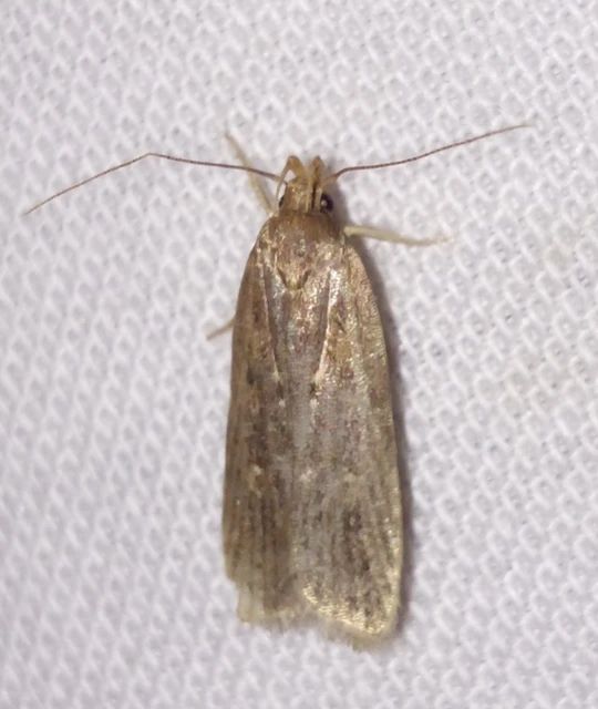 Helcystogramma