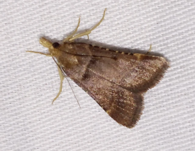 Stemmatophora brunnealis - barna fényilonca