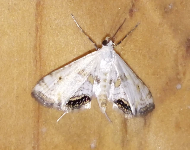 Cataclysta lemnata - békalencsemoly