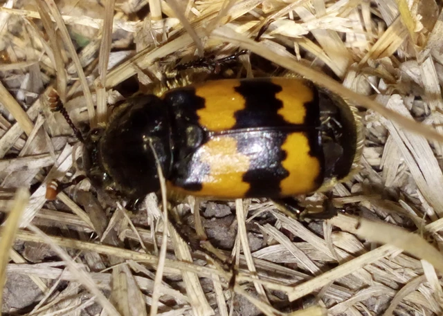Nicrophorus vespillo - közönséges temetőbogár