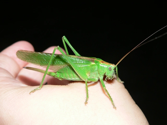 Tettigonia viridissima - zöld lombszöcske