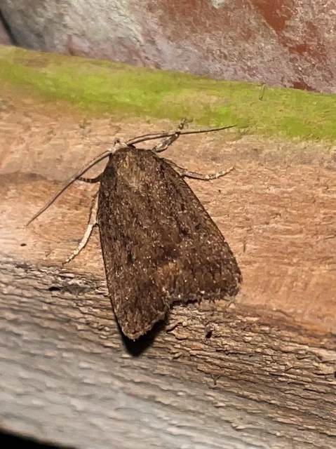 Amphipyra tragopoginis - bakszakállbagoly