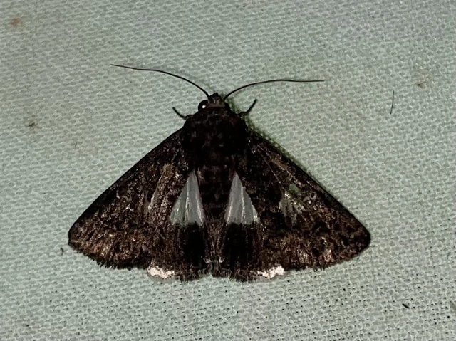 Anophia leucomelas - déli folyófűbagoly