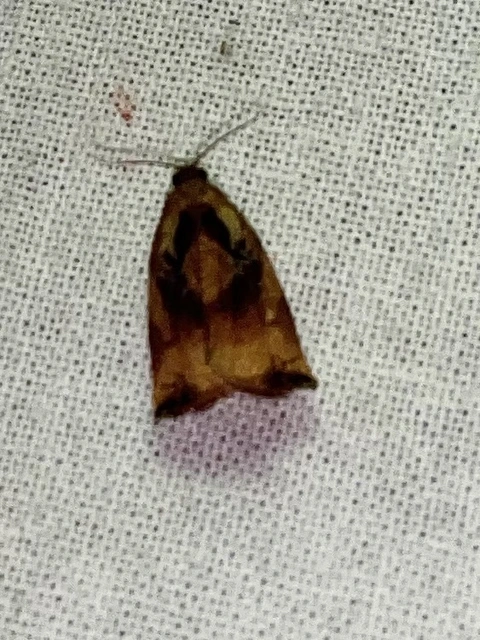 Archips podana - dudvarágó sodrómoly