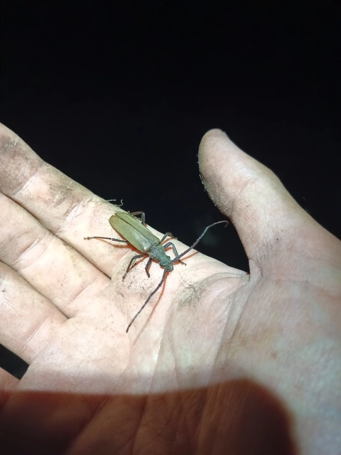Aegosoma scabricorne - diófacincér