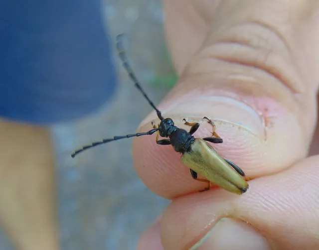 Stictoleptura rubra - vörös virágcincér