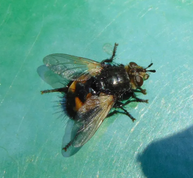 Tachininae