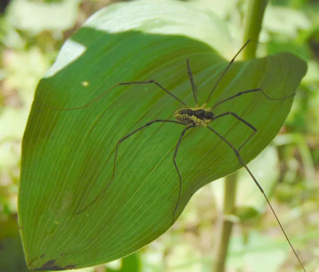 Opiliones - Kaszáspókok