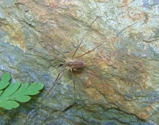 Opiliones - Kaszáspókok