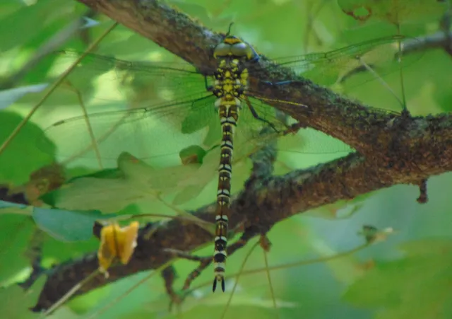 Aeshna cyanea - sebes karcsúacsa