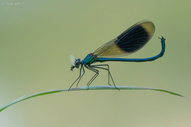Calopteryx splendens - sávos szitakötő