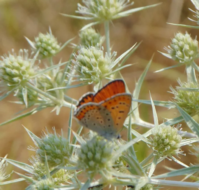 Lycaena thersamon - kis tűzlepke