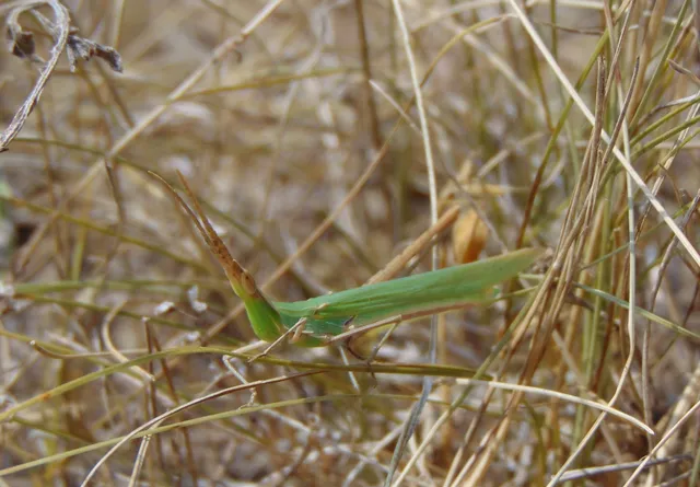 Acrida ungarica - sisakos sáska