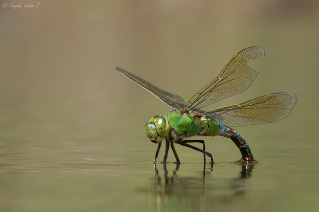Anax imperator - zöld óriásacsa