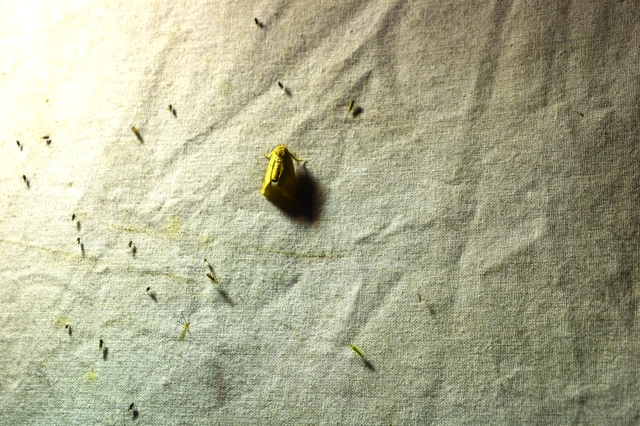Apoda limacodes - kagylólepke