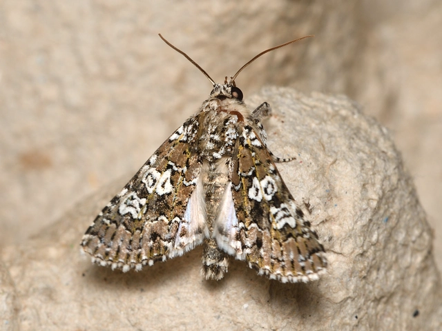 hármasfoltú bagoly - Lamprosticta culta