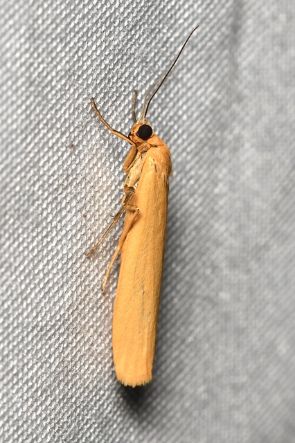 halvány zuzmószövő - Eilema pygmaeola pallifrons