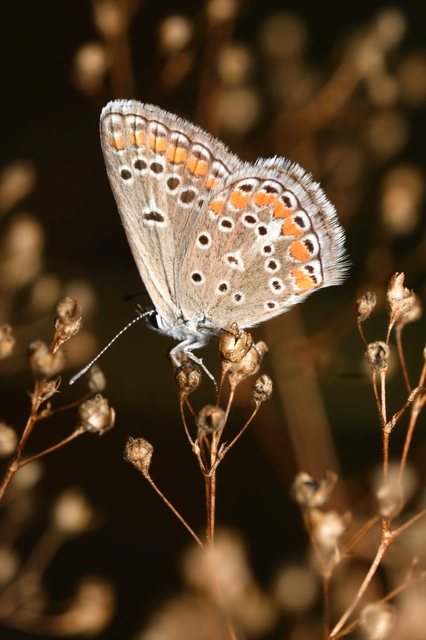 Polyommatus thersites - ibolyaszín boglárka