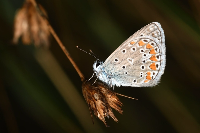 Polyommatus thersites - ibolyaszín boglárka