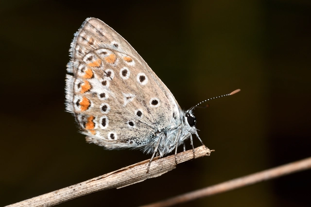 Polyommatus thersites - ibolyaszín boglárka